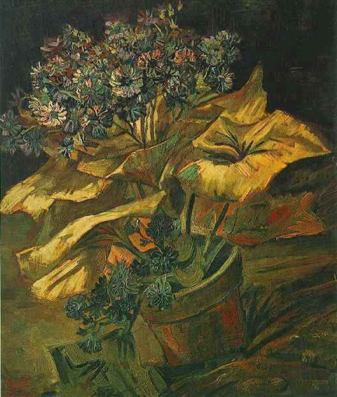 1886 cineraria dans un pot.jpg